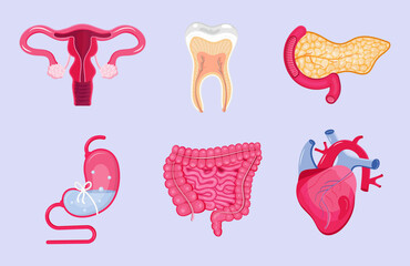 Set of human internal organs vector. Pancreas, heart, intestine, tooth are isolated on white background.