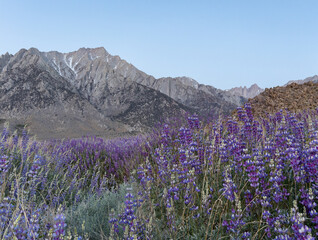 Field of wild blue lupine flowers at sunrise in front of the Eastern Sierra Nevada mountains