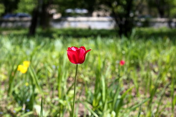 red tulips in spring