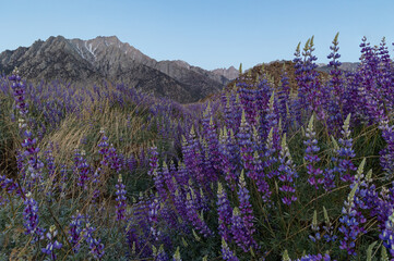 Obraz premium Field of wild blue lupine flowers at sunrise in front of the Eastern Sierra Nevada mountains
