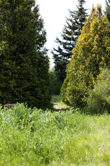 green forest in the morning