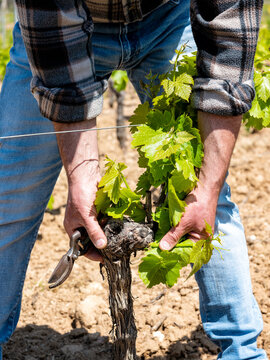 Green pruning of the vineyard. Farmer removes young sprouts on the vine trunk. Traditional agriculture.