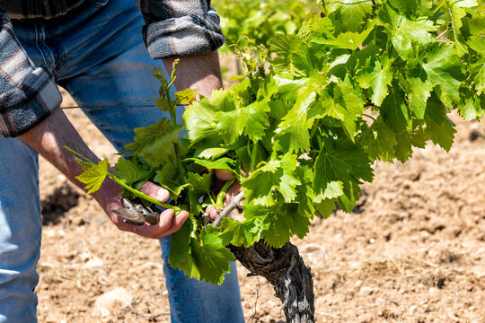 Green pruning of the vineyard. Farmer removes excess young sprouts from the branches of the vine. Traditional agriculture.