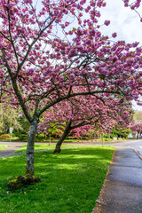 Park Roadside Blossoms 11