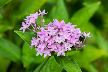 Egyptian Starcluster (Pentas lanceolata); bright pink flowers clustered above fresh green leaves.