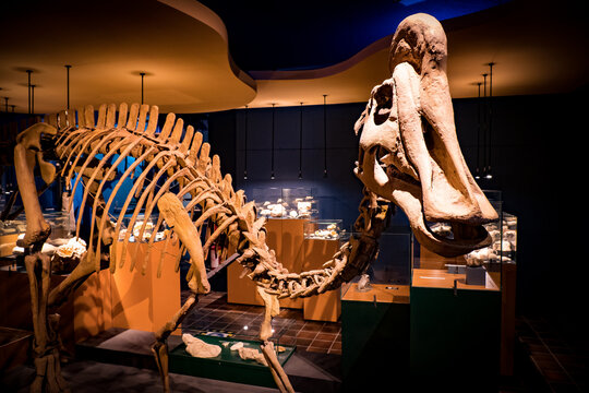 View of the mounted fossil of a Hadrosaurus dinosaur at the Natural History Museum in Maastricht, Netherlands
