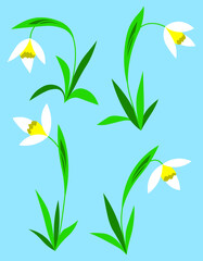 Snowdrop flower floral set flat isolated illustrations