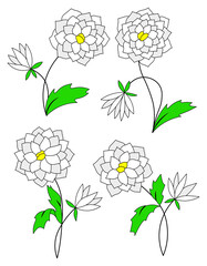 White aster flower floral cartoon set isolated illustrations