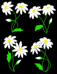 Daisy flower on stem floral set cartoon isolated illustrations