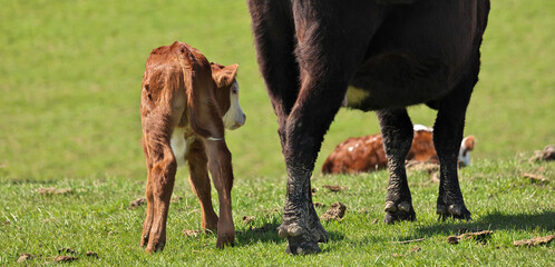 Young adorable beef cattle calf with its mother turned shyly away from camera