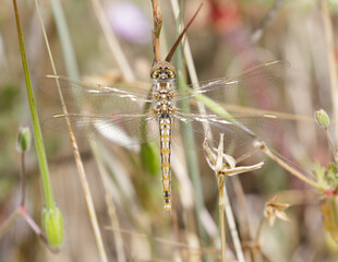 Variegated Meadowhawk dragon fly at Foothills Park, Santa Clara County, California, USA.