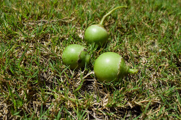 Fallen Indian fruit Green Fragrant manjack or snotty gobbles also known as Glue berry, bird lime...