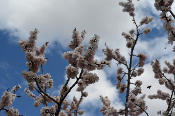 On a spring sunny day, bees collect nectar from apricot blossoms.