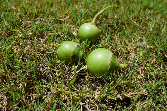 Fallen Indian fruit Green Fragrant manjack or snotty gobbles also known as Glue berry, bird lime tree, Indian cherry, Lasoda or Gunda. These fruits are used in making popular Indian pickle