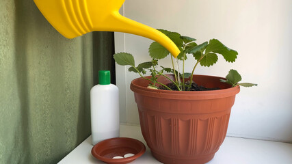Fertilization strawberry on windowsill. Young strawberry sowing in pots and bottle of fertilize. ...