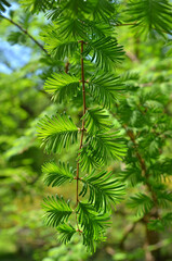 Young fresh branches with green leaves of European Larch  tree (Larix decidua) in sunny day of spring. Close up photo outdoors . Growing trees and landscaping concept.