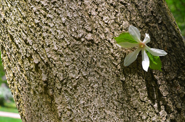  Tree bark magnolia Stellata close up and white flower with leaves on spring sunny day. Tree bark background outdoors macro. Growing magnolia tree and landscaping concept. Free copy space. © Mariana