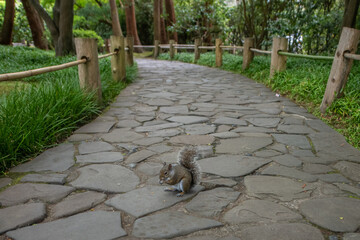 Eichhörnchen auf Waldweg © Julia