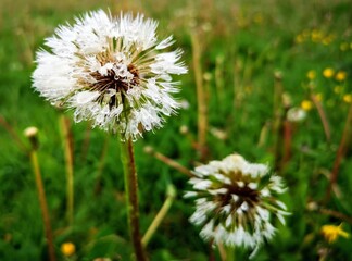 dandelion in the grass