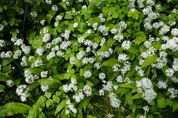 Allium ursinum, known as wild garlic, ramsons, wild cowleek, cowlic, buckrams, broad-leaved garlic, wood in the amaryllis family Amaryllidaceae. 