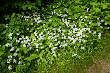 Fototapeta premium Allium ursinum, known as wild garlic, ramsons, wild cowleek, cowlic, buckrams, broad-leaved garlic, wood in the amaryllis family Amaryllidaceae. 
