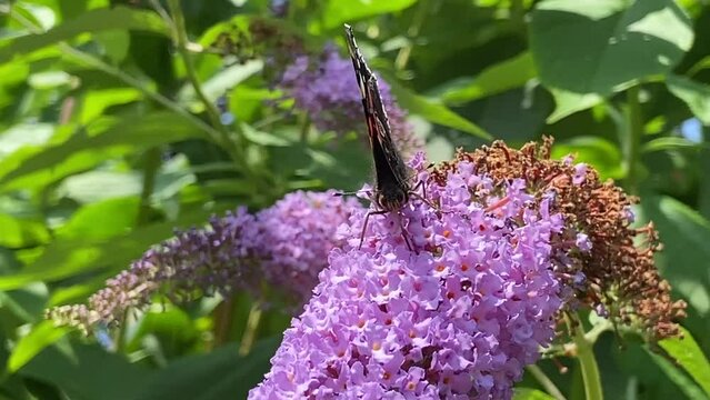 butterfly - red admiral Butterfly on buddleia pink purple flower butterfly collecting pollen video footage