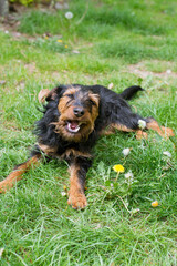 A German Hunting Terrier (Jagdterrier) is lying in the garden in the grass and is biting something