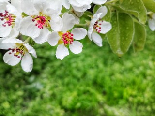 flowers on a green background