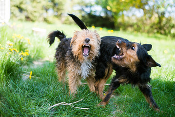 two dogs fight each other, for fun, in the garden, show their teeth