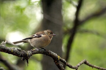 robin on a branch