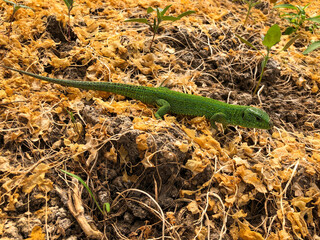 A bright beautiful green lizard with  long tail and  beautiful pattern on scales, runs along last...