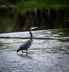 A Great Blue Heron wading in a river searching for fish
