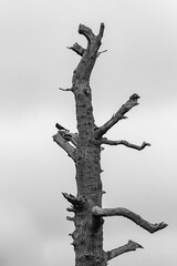Lone tree with crow