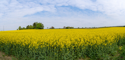 Obraz premium Panoramic view of blooming canola field in spring