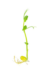 Rooted microgreen pea sprout isolated on white background.
