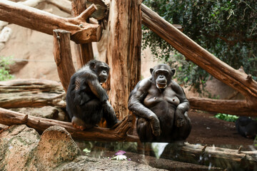 chimpanzee in zoo, Loro Park, Tenerife - obrazy, fototapety, plakaty
