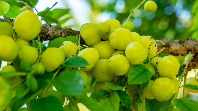 Phyllanthus acidus, known as the Otaheite Gooseberry, Malay, Tahitian, country Gooseberry, starberry, arbari, West India Gooseberry, or simply gooseberry tree