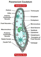 Paramecium Caudatum Parts and Structure Infographic Diagram anterior posterior end single celled unicellular aquatic habitats slipper shape with hairy cilia for biology science education vector - obrazy, fototapety, plakaty