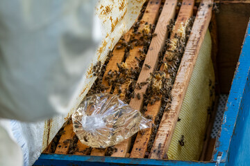 Fototapeta na wymiar Sugary water in plastic bag is put into the beehive to feeding bees.