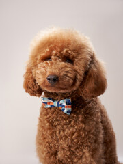 red poodle on a beige background. Portrait of a funny pet in the studio