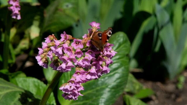 A butterfly sits on a Bergenia flower on a sunny spring day.