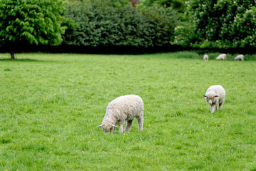 Sheep On the Field - Bourton on the Water