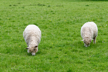 Naklejka na ściany i meble Sheep On the Field - Bourton on the Water