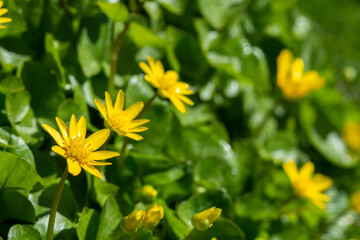 Beautiful flowers of Ficaria verna in a clearing among green leaves. Spring chistyak or buttercup closeup	