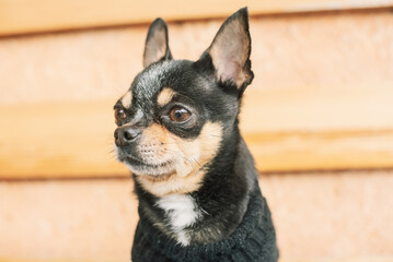 Black chihuahua dog on a beige background. Portrait of a mini purebred dog.