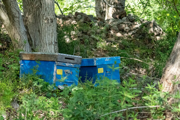 Fototapeta premium Selective focus shot from distance of blue beehives standing in nature among trees.
