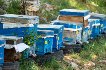 Fototapeta na wymiar Close-up selective focus shot of blue beehives in nature.