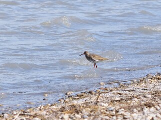 Rotschenkel (Tringa totanus) am Zicksee, &Ouml;sterreich