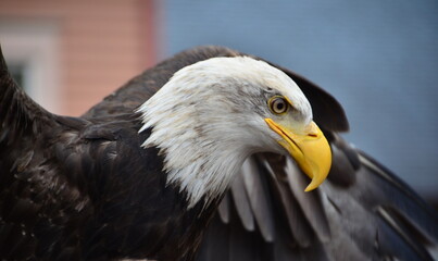 Eagle