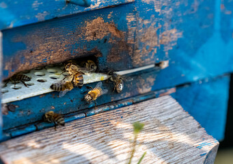 Selective focus shot from a distance of bees crawling through the entrance hole to enter the blue beehive.